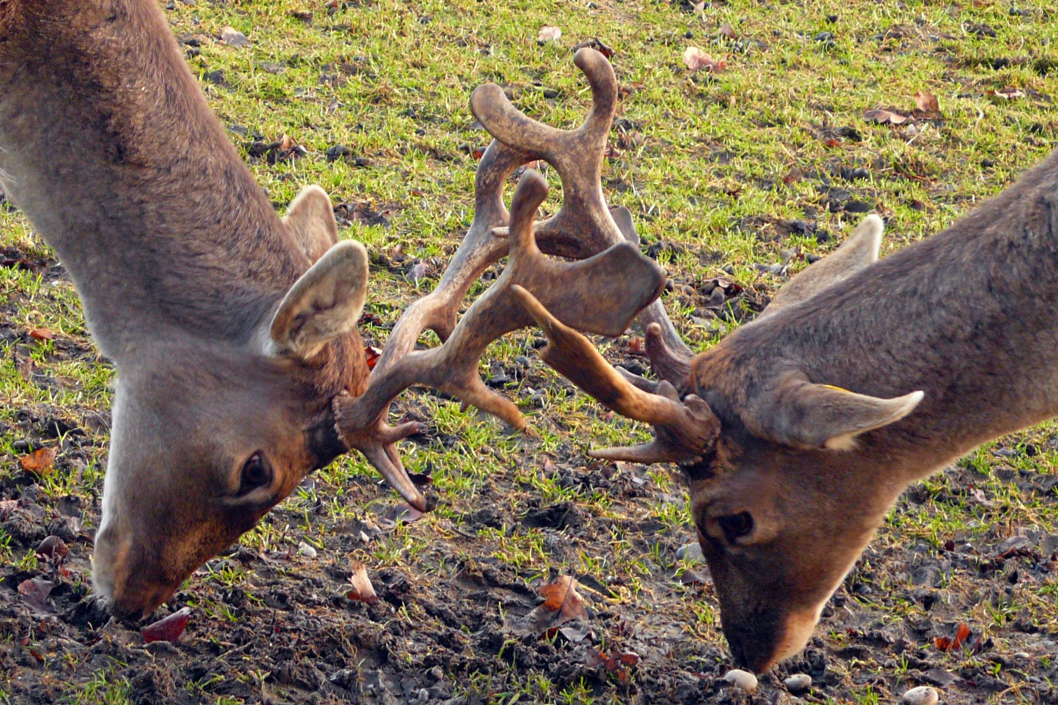 stags fighting